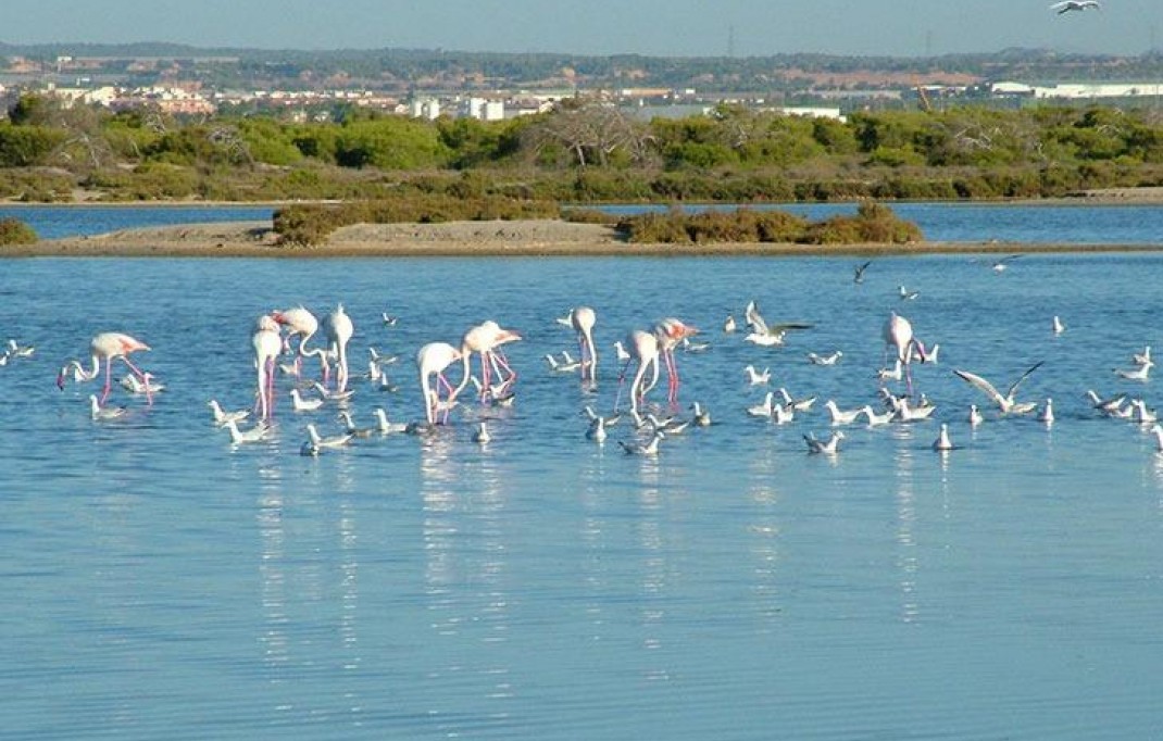 Nieuwbouw - Villa - San Pedro del Pinatar - Pueblo