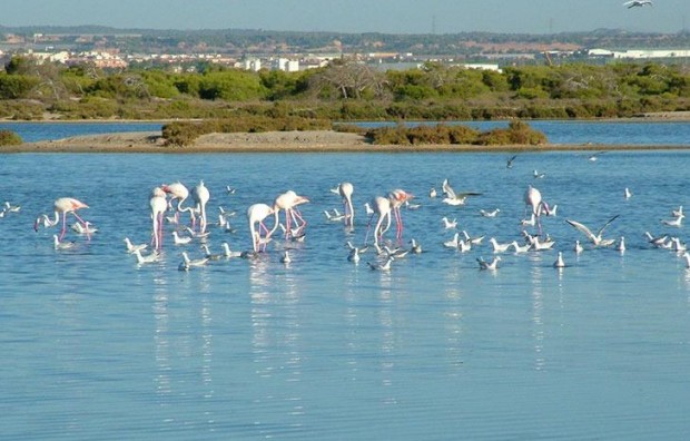 Nieuwbouw - Villa - San Pedro del Pinatar - Pueblo