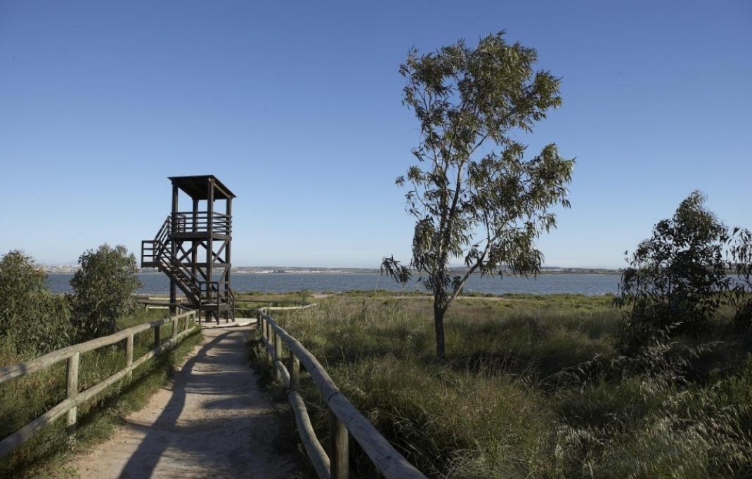 Nueva construcción  - Bungalow - Torrevieja - Aguas Nuevas