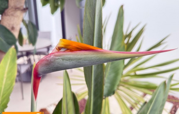 Sales - Villa / Semi semi-detached - Pilar de la Horadada - Zona Pueblo