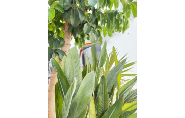 Sales - Villa / Semi semi-detached - Pilar de la Horadada - Zona Pueblo